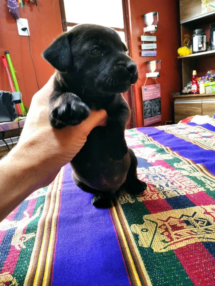 Cachorro ra a Pequeno e médio porte idade Abaixo de 2 meses nome Sem nome