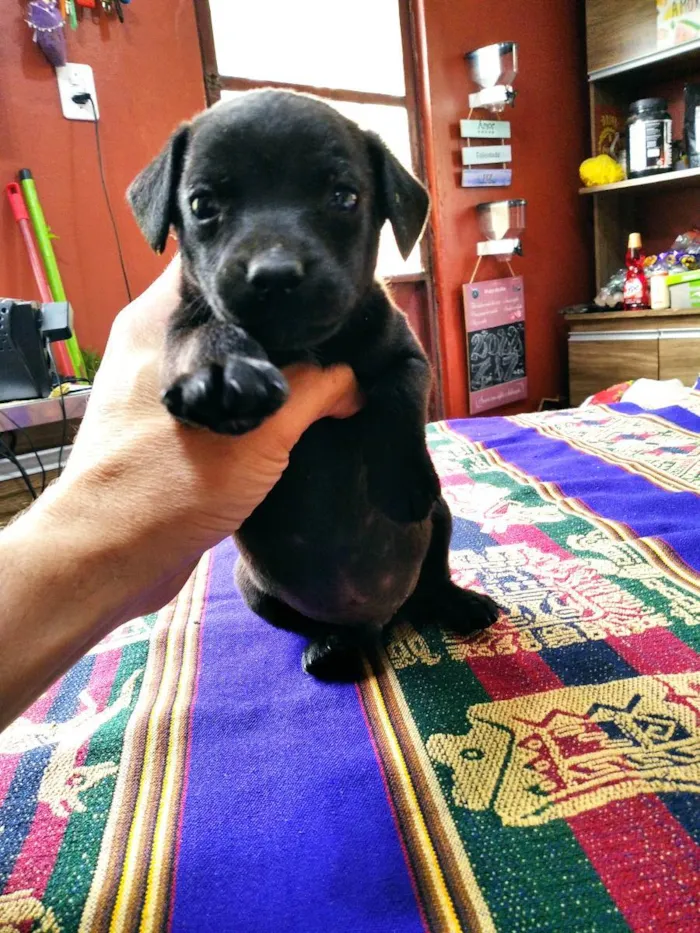 Cachorro ra a Pequeno e médio porte idade Abaixo de 2 meses nome Sem nome