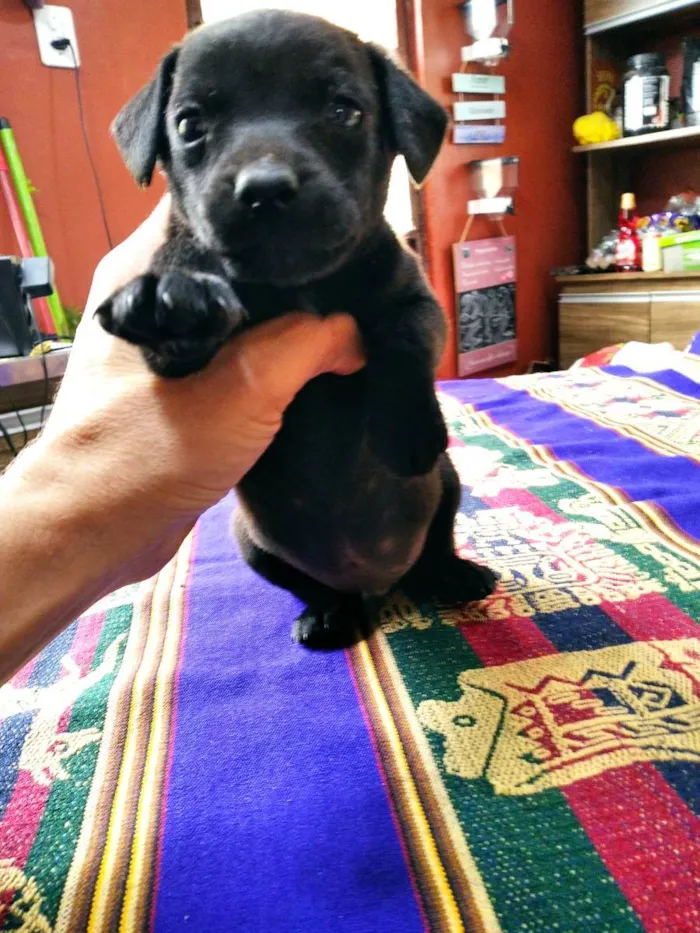 Cachorro ra a Pequeno e médio porte idade Abaixo de 2 meses nome Sem nome