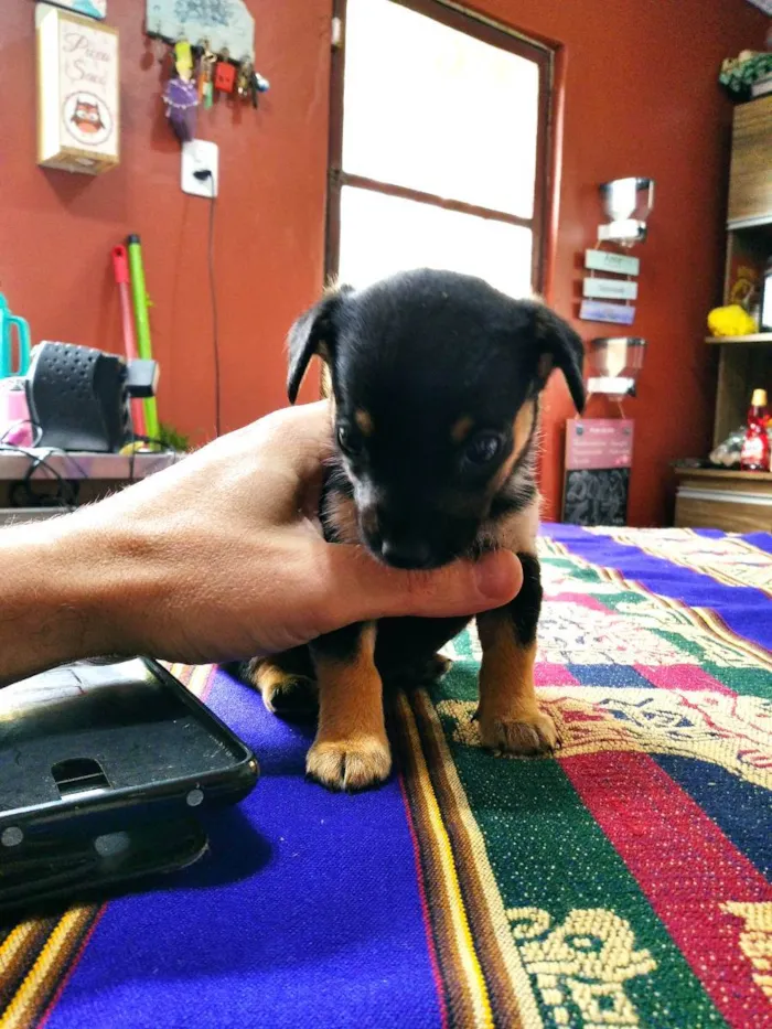 Cachorro ra a Pequeno e médio porte idade Abaixo de 2 meses nome Sem nome