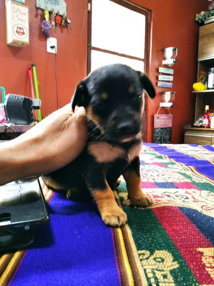 Cachorro ra a Pequeno e médio porte idade Abaixo de 2 meses nome Sem nome