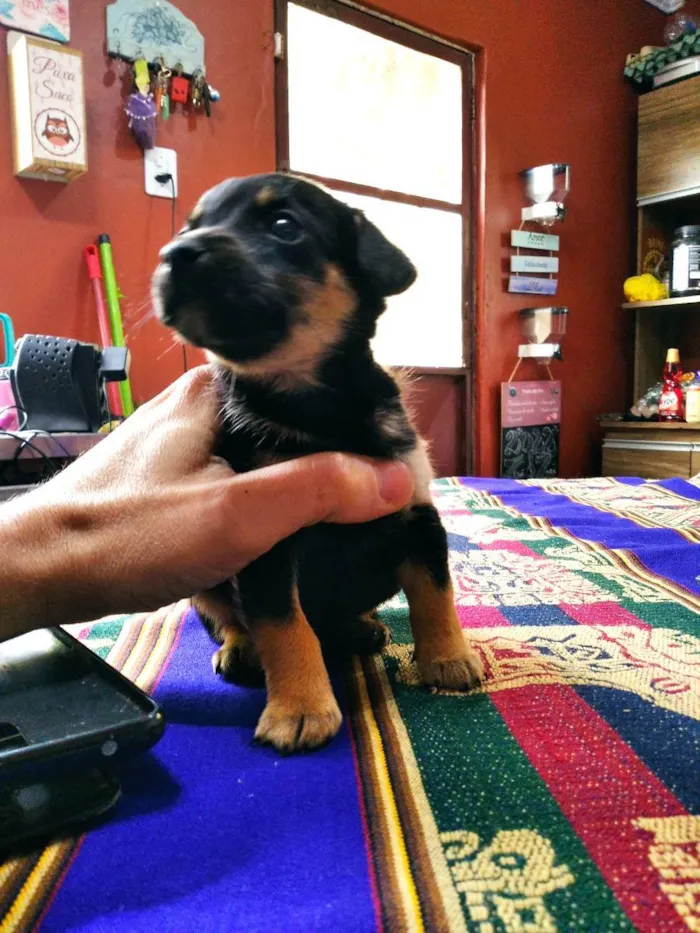 Cachorro ra a Pequeno e médio porte idade Abaixo de 2 meses nome Sem nome