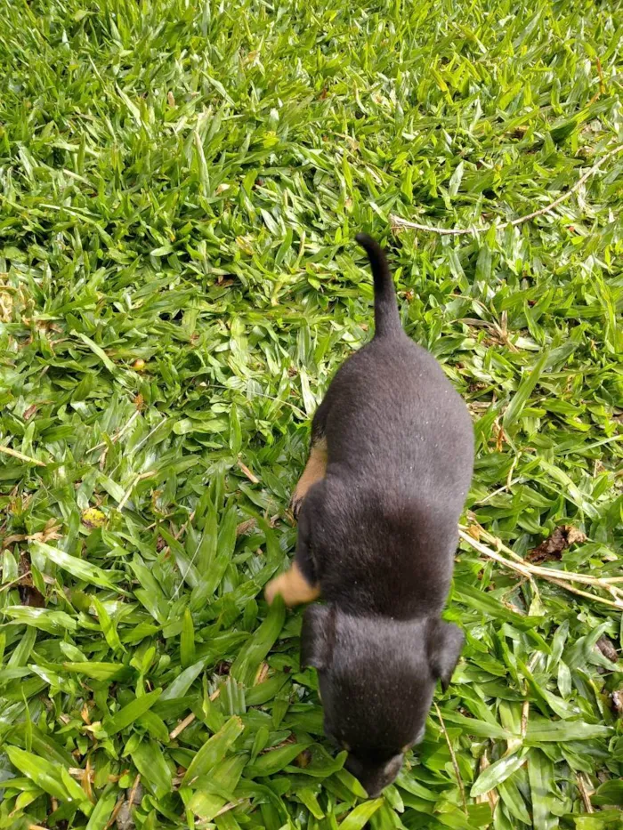 Cachorro ra a Pequeno e médio porte idade Abaixo de 2 meses nome Sem nome