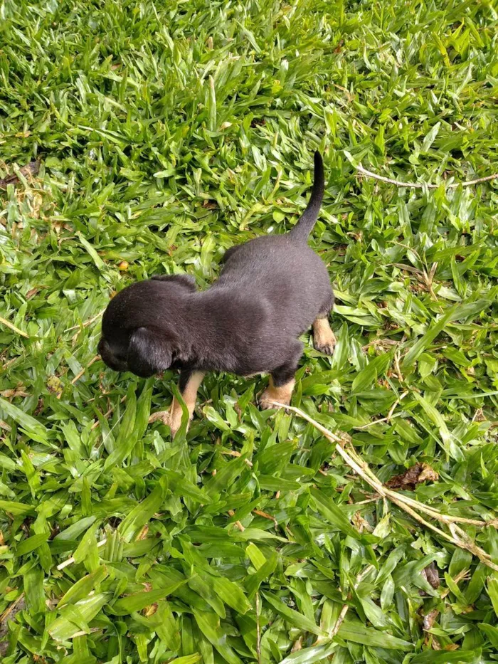 Cachorro ra a Pequeno e médio porte idade Abaixo de 2 meses nome Sem nome