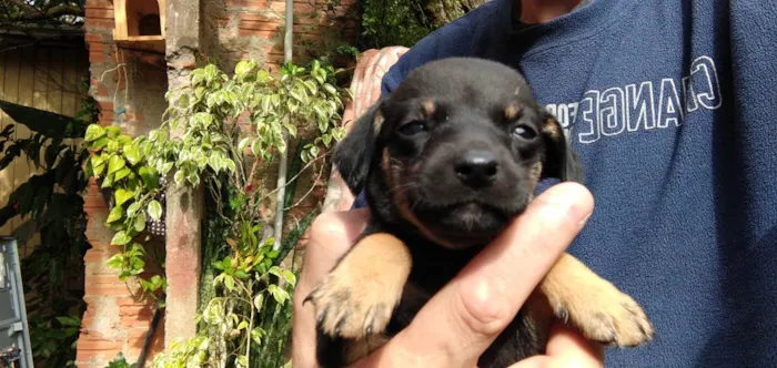 Cachorro ra a Pequeno e médio porte idade Abaixo de 2 meses nome Sem nome