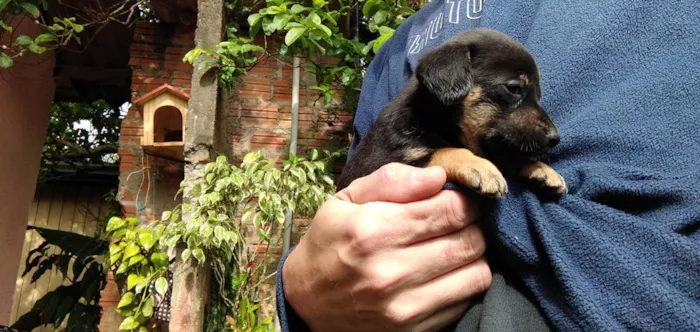 Cachorro ra a Pequeno e médio porte idade Abaixo de 2 meses nome Sem nome