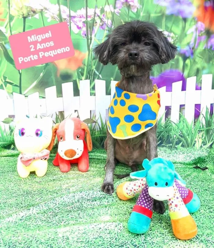 Cachorro raça Srd idade 2 anos nome Miguel 