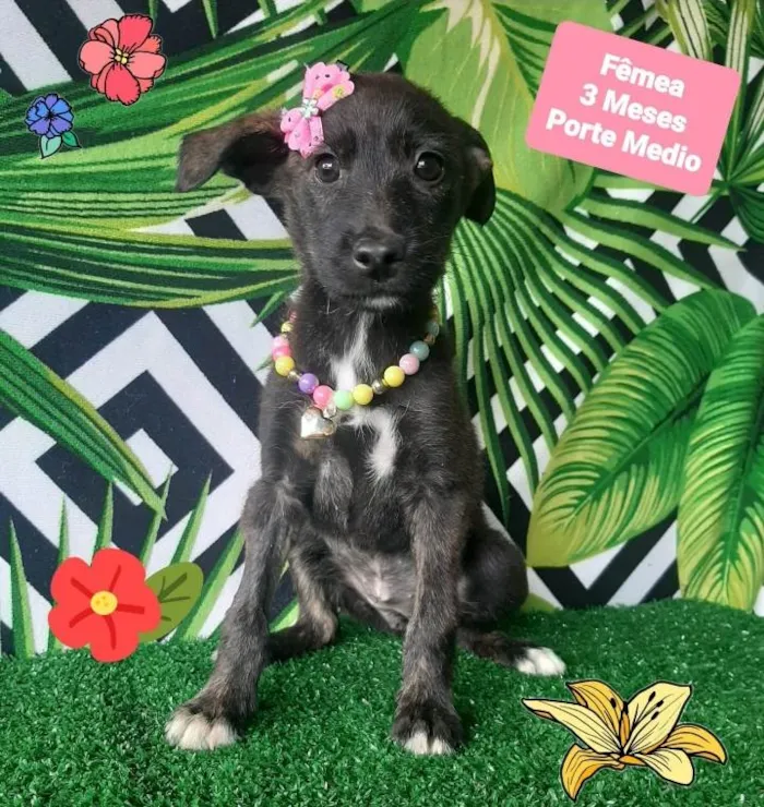 Cachorro raça Srd idade 2 a 6 meses nome Cinderela 