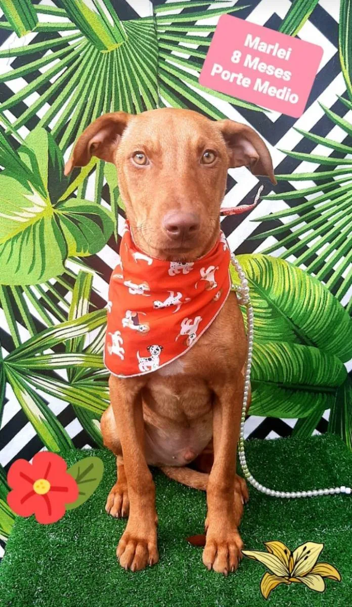 Cachorro raça Srd idade 7 a 11 meses nome Marlei