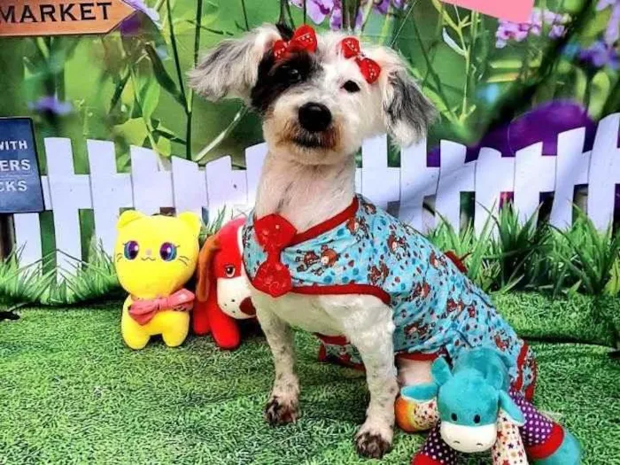 Cachorro raça Srd idade 2 anos nome Heloisa 