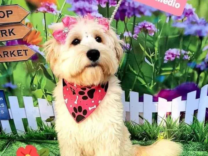 Cachorro raça Srd idade 1 ano nome Katarina