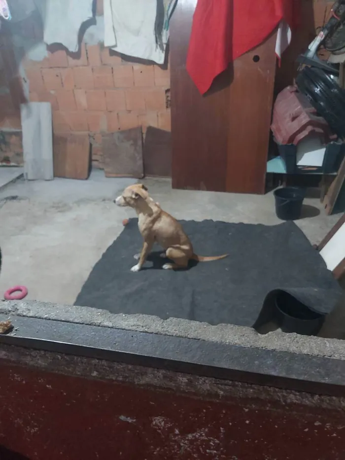 Cachorro ra a Viralata idade 3 anos nome Sete 7