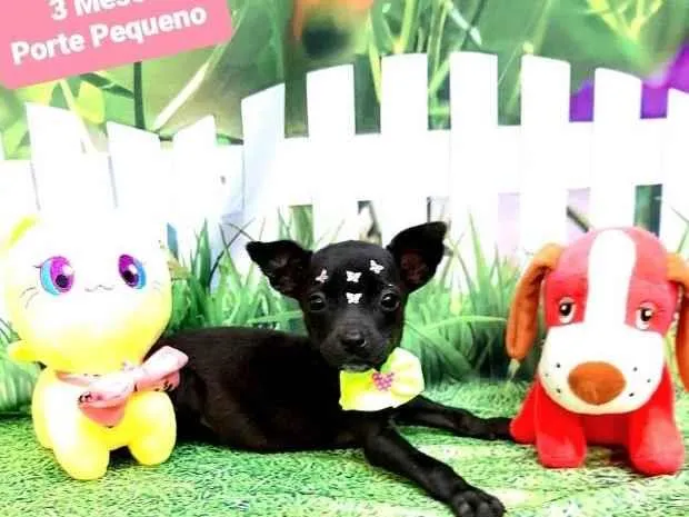 Cachorro raça Srd idade 2 a 6 meses nome Pretoca
