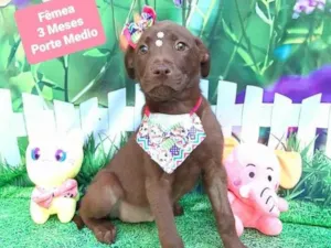 Cachorro raça Srd idade 2 a 6 meses nome Choco