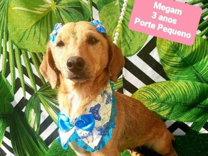 Cachorro raça Srd idade 3 anos nome Megam