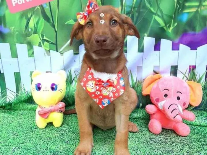 Cachorro raça Srd idade 2 a 6 meses nome Buba