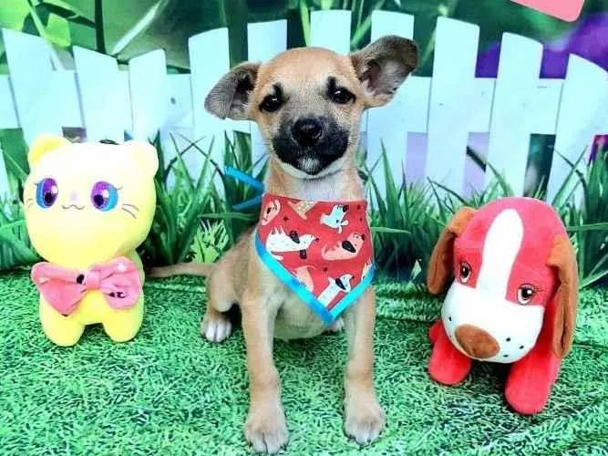 Cachorro raça Srd idade 2 a 6 meses nome Biel