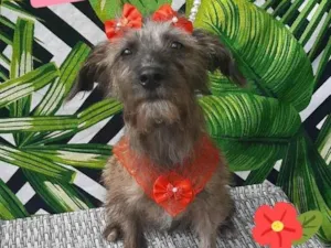 Cachorro raça Srd idade 7 a 11 meses nome Marry 