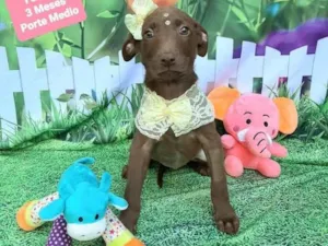 Cachorro raça Srd idade 2 a 6 meses nome Florinda 