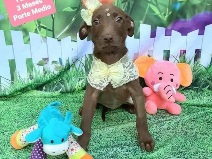 Cachorro raça Srd idade 2 a 6 meses nome Florinda 