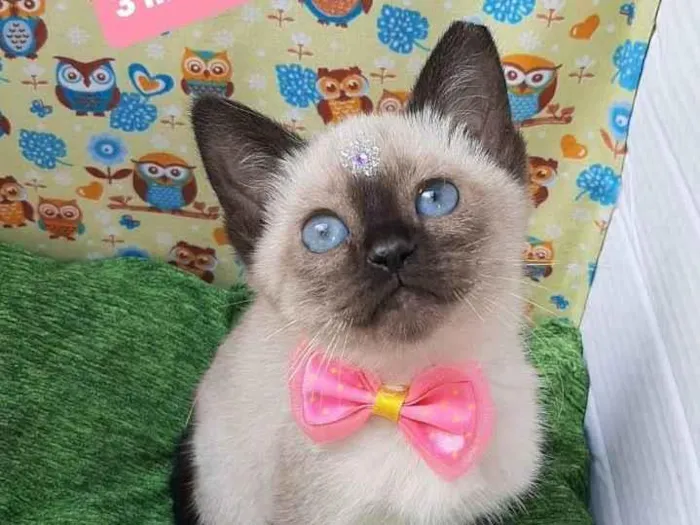 Gato raça Srd idade 2 a 6 meses nome Maze 