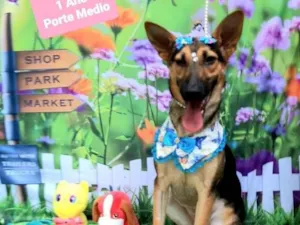 Cachorro raça Srd idade 1 ano nome Shitara