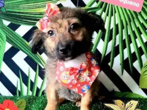 Cachorro raça Srd idade 2 a 6 meses nome Peludinha