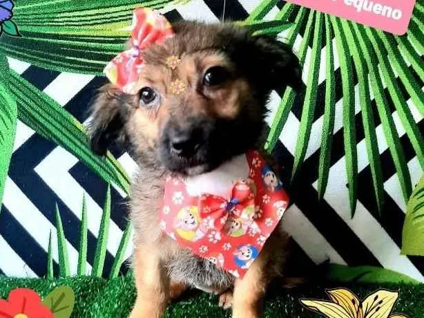 Cachorro raça Srd idade 2 a 6 meses nome Peludinha