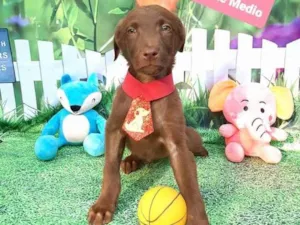 Cachorro raça Srd idade 2 a 6 meses nome Bombom