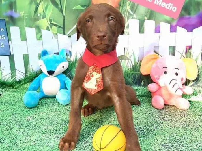 Cachorro raça Srd idade 2 a 6 meses nome Bombom