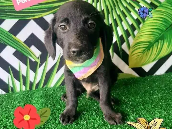 Cachorro raça Srd idade 2 a 6 meses nome Bidu