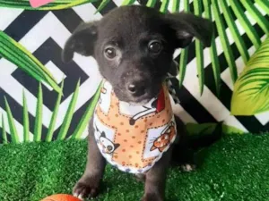 Cachorro raça Srd idade 2 a 6 meses nome Mario