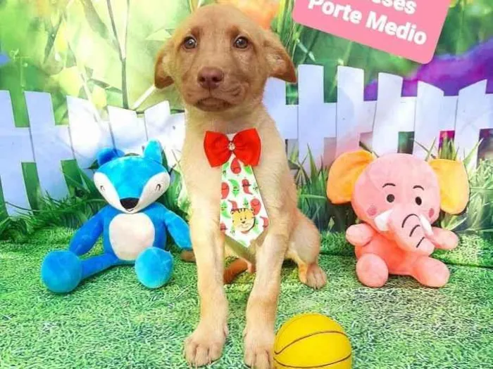 Cachorro raça Srd idade 2 a 6 meses nome Paçoca 