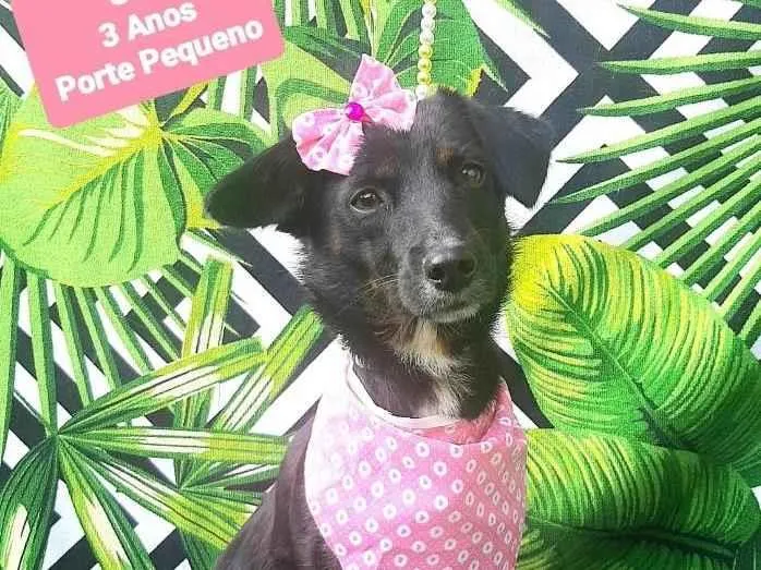 Cachorro raça Srd idade 3 anos nome Sofi