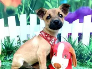 Cachorro raça Srd idade 2 a 6 meses nome Bull