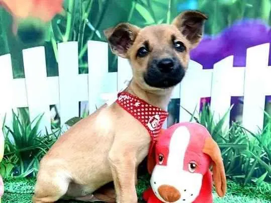 Cachorro raça Srd idade 2 a 6 meses nome Bull