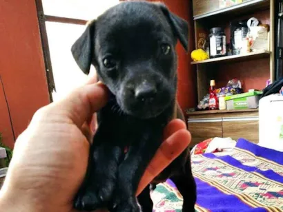 Cachorro raça Pequeno e médio porte idade Abaixo de 2 meses nome Sem nome