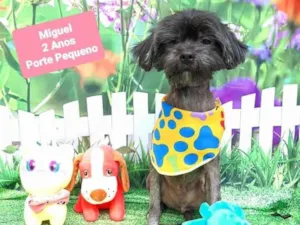 Cachorro raça Srd idade 2 anos nome Miguel 