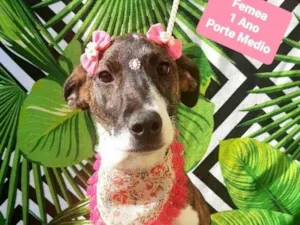 Cachorro raça Srd idade 1 ano nome Sófi