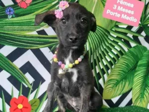 Cachorro raça Srd idade 2 a 6 meses nome Cinderela 
