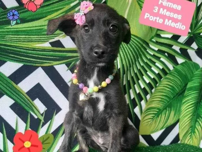 Cachorro raça Srd idade 2 a 6 meses nome Cinderela 