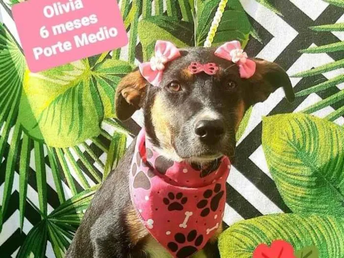 Cachorro raça Srd idade 2 a 6 meses nome Olivia 