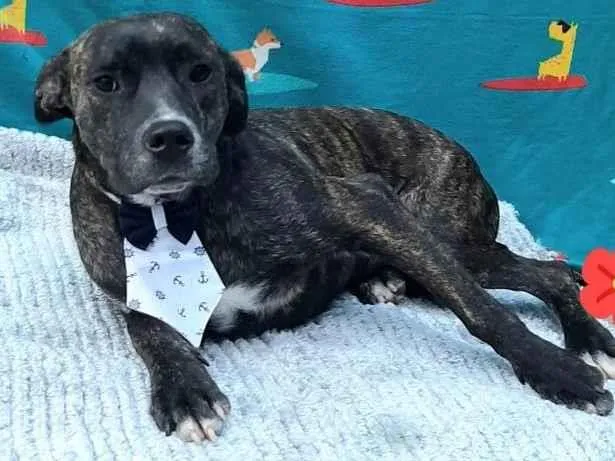 Cachorro raça Srd idade 1 ano nome Bam Bam