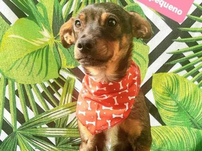 Cachorro raça Srd idade 2 a 6 meses nome Jorginho