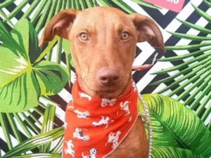 Cachorro raça Srd idade 7 a 11 meses nome Marlei