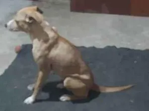 Cachorro raça Viralata idade 3 anos nome Sete 7