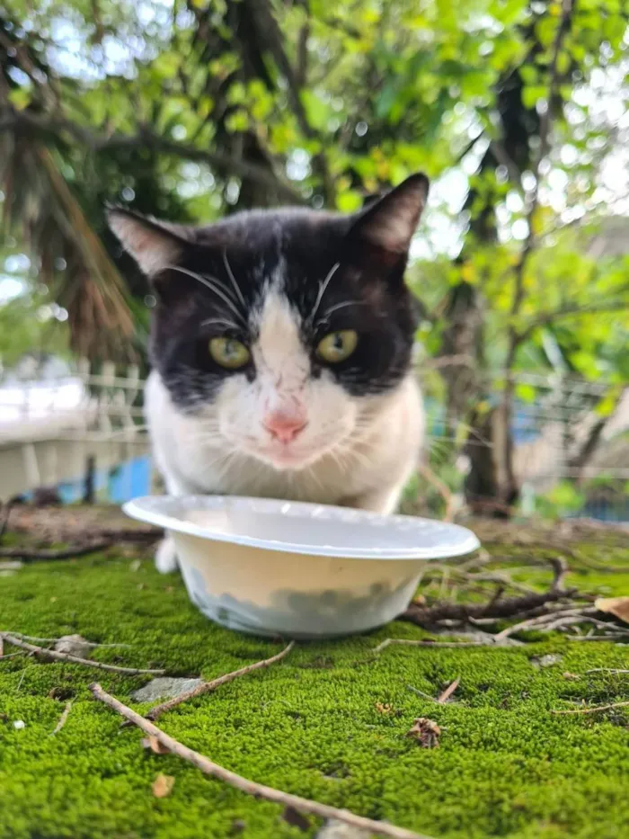 Gato ra a Frajola idade 4 anos nome Maurilho 