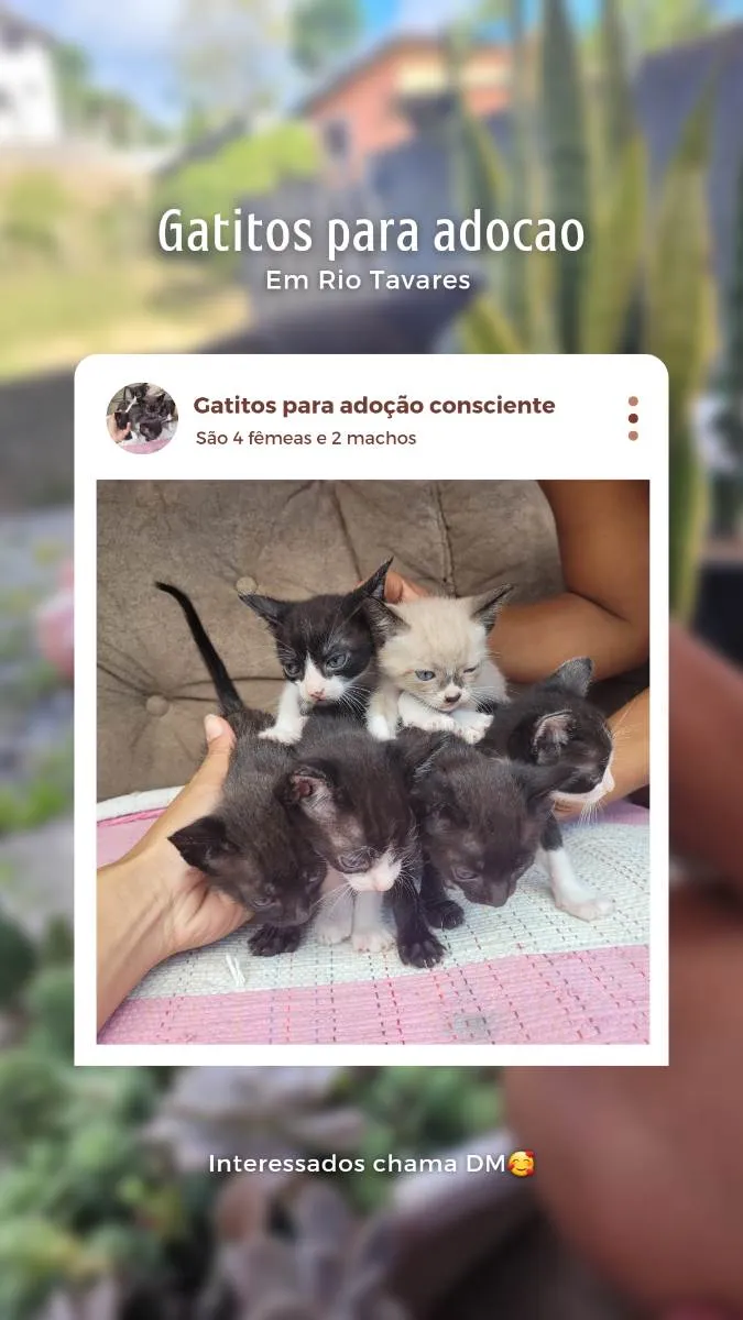 Gato ra a Vira lata idade Abaixo de 2 meses nome Gatos