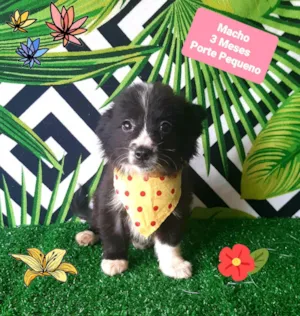 Cachorro raça Srd idade 2 a 6 meses nome Mickey 