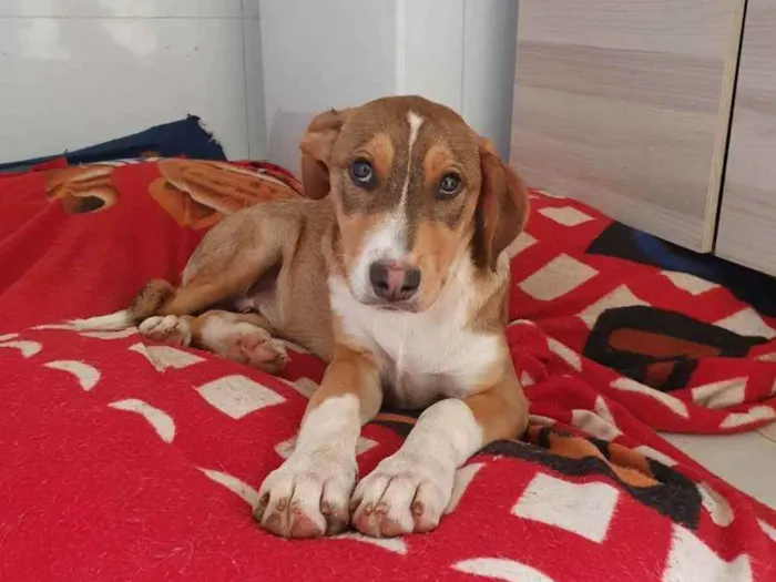 Cachorro raça  idade 2 a 6 meses nome Kiko